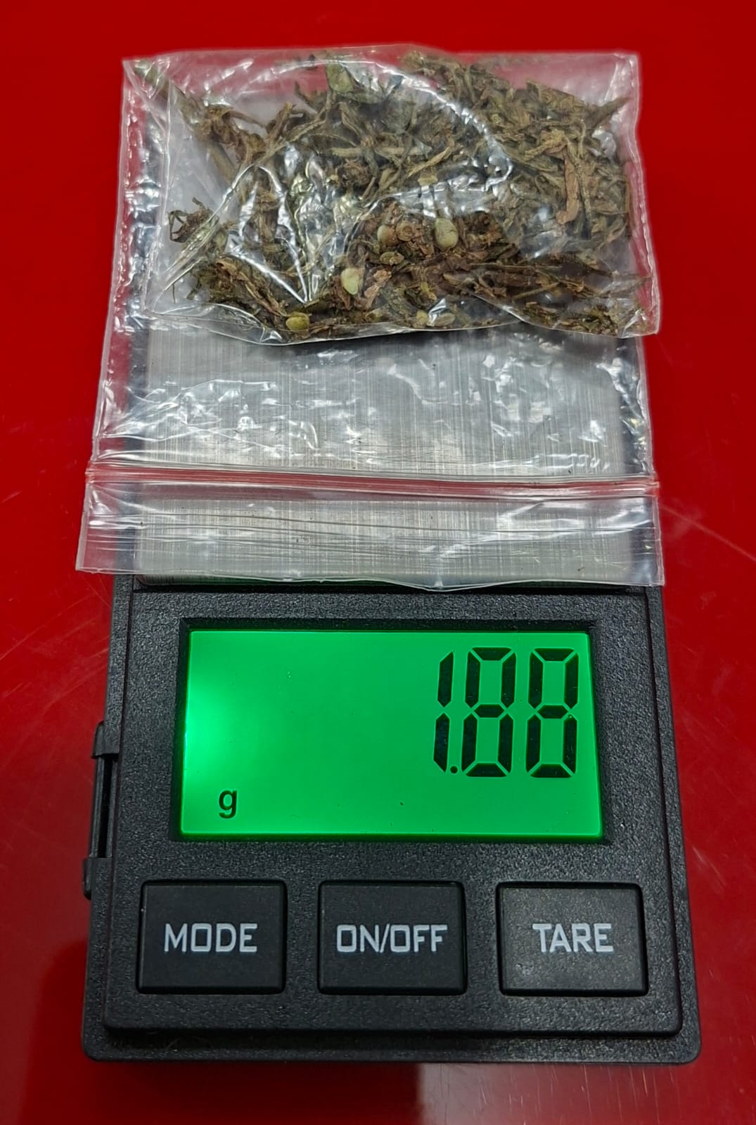 Gerebek Kafe di Rambah, Satresnarkoba Polres Rokan Hulu Tangkap Pengedar Ganja dan Ekstasi