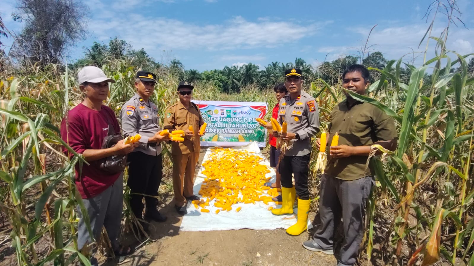 Kapolsek Rambah Samo Panen Jagung Dukung Program Ketahanan Pangan Presiden